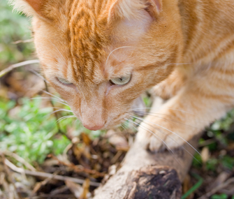 怎么帮助猫交配